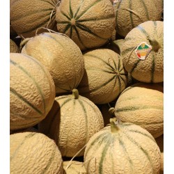 Melon Charentais Jaune