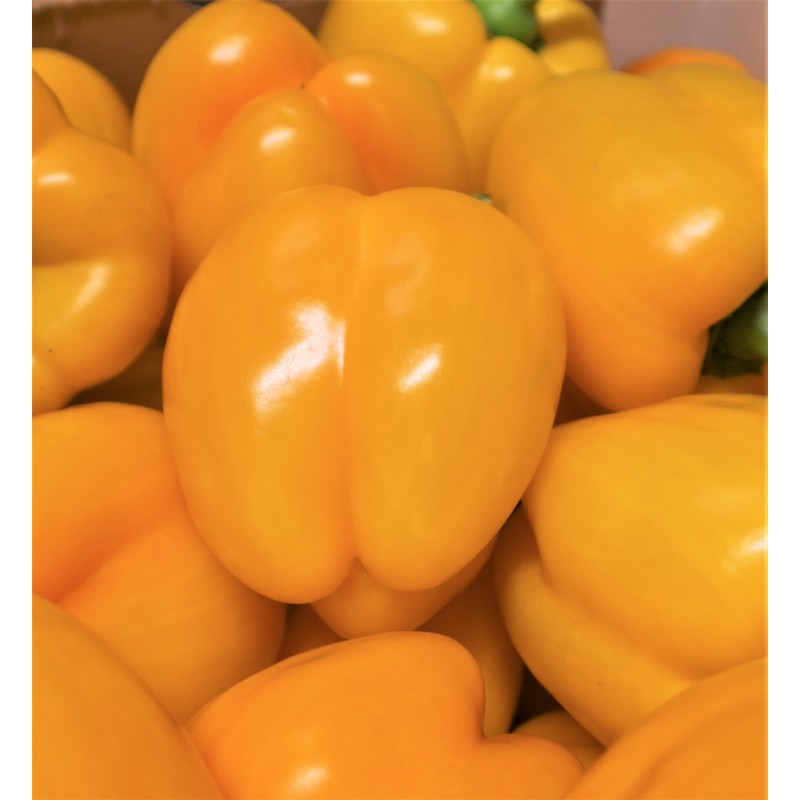 Poivron jaune (légumes)