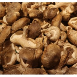 Lentin de Chêne Bio, 100g