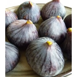PF010-1_1