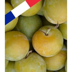 N007_1